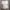 تیشرت دخترانه طرح ۴ گربه و نوشته (زنانه) - تصویر 5
