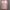 تیشرت دخترانه طرح گربه‌های بندی (زنانه) - تصویر 4