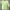 تیشرت کراپ پاندا (زنانه) - تصویر 3