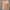 تیشرت کراپ پاندا (زنانه) - تصویر 2