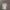 تیشرت زنانه طرح گل رز (نخی قواره استاندارد) (زنانه) - تصویر 3