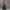 تیشرت زنانه طرح گل رز (نخی قواره استاندارد) (زنانه) - تصویر 2