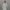 شومیز دخترانه گلدار مدل یقه چین‌دار (بدون دکمه و جلو گره‌ای) (زنانه) - تصویر 5