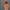 تیشرت زنانه طرح گل رز (نخی قواره استاندارد) (زنانه) - تصویر 7