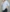 تیشرت باکسی پلنگ صورتی(زنانه) - تصویر 4