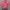 کاپشن وارداتی (زنانه) - تصویر 4