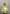 کاپشن دورو سگ گوش‌دار (بچگانه) - تصویر 5